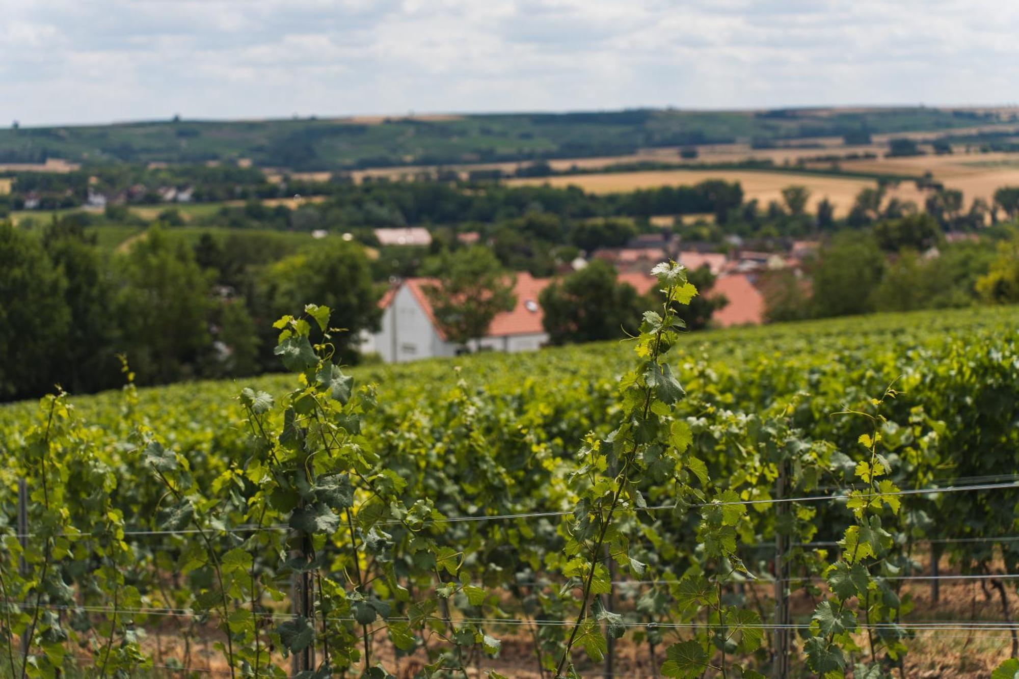 In Den Weinbergen Bei Mainz - Mit 2x Doppelzimmern, 1x Grosses Wohnzimmer, Bad & Kueche Apartment *